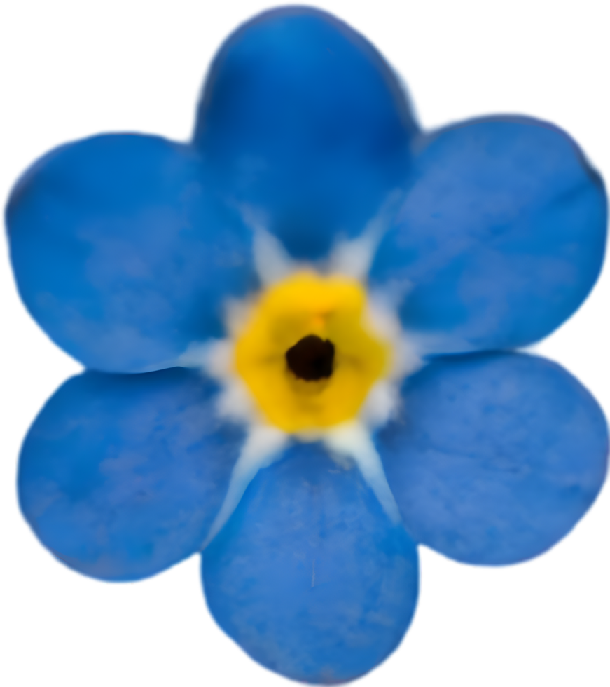 Close-up of a blooming forget-me-not flower. AI-Generated. png