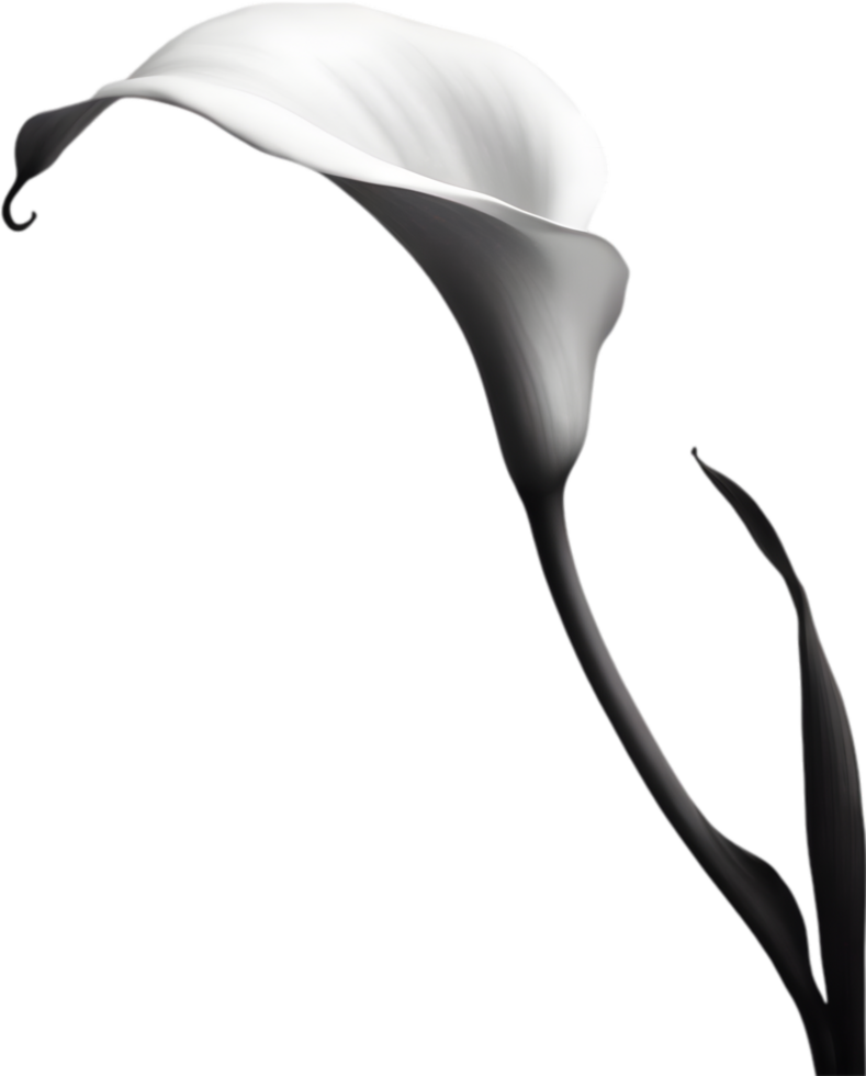 Close-up of a calla lily in a minimalist style. AI-Generated. png