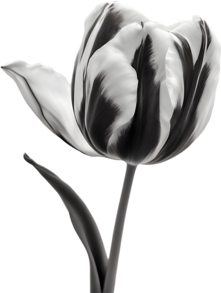 Close-up of a blooming tulip flower. AI-Generated. png