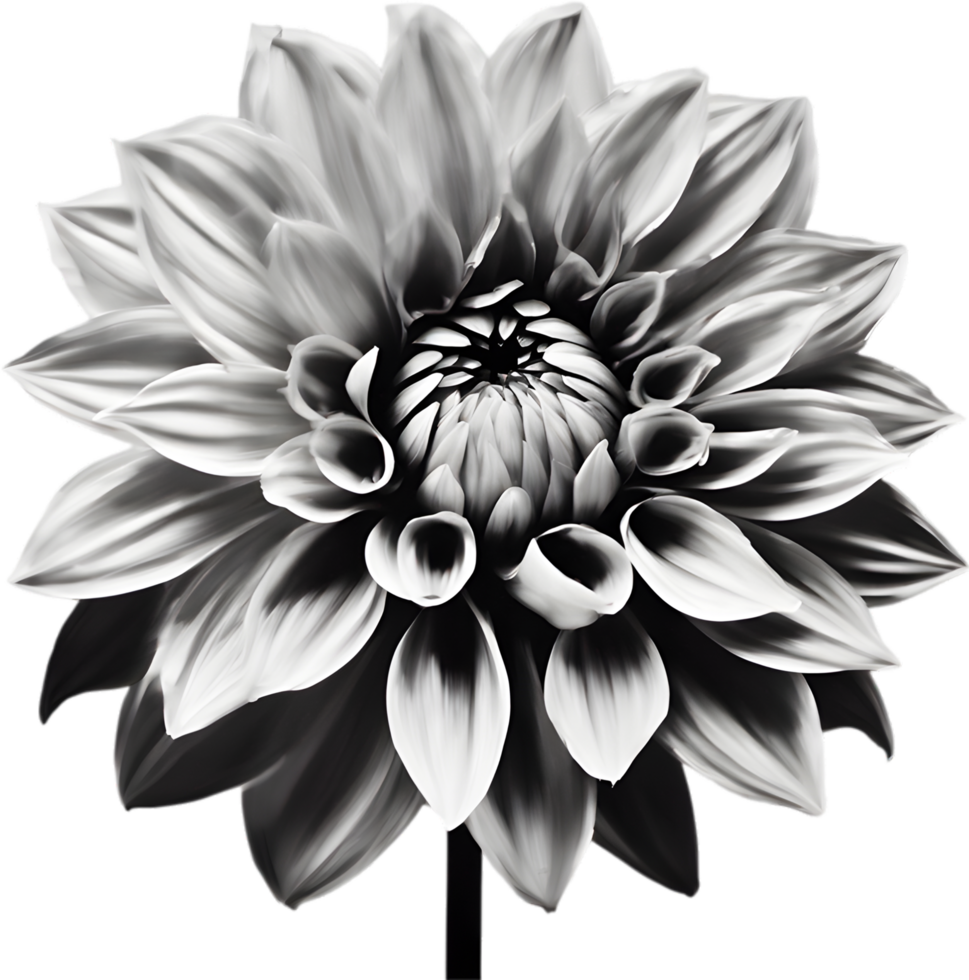 Nahansicht von ein Blühen Dahlie Blume. KI-generiert. png