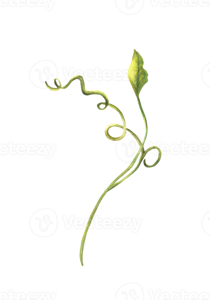 tropisch groen tak, gekruld bladeren, exotisch groenblijvend fabriek klimplant, huis planten keerkring gebladerte clip art voor uitnodiging groet kaart ontwerp afdrukken. waterverf geschilderd illustratie png