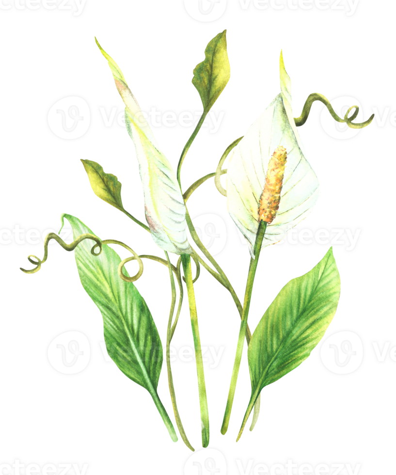 tropisk växt bukett, löv, knopp, blommor, kryp, hus växter, vit anthurium blommor, exotisk tropisk lockigt lövverk. ClipArt för kort skriva ut. vattenfärg målad illustration png