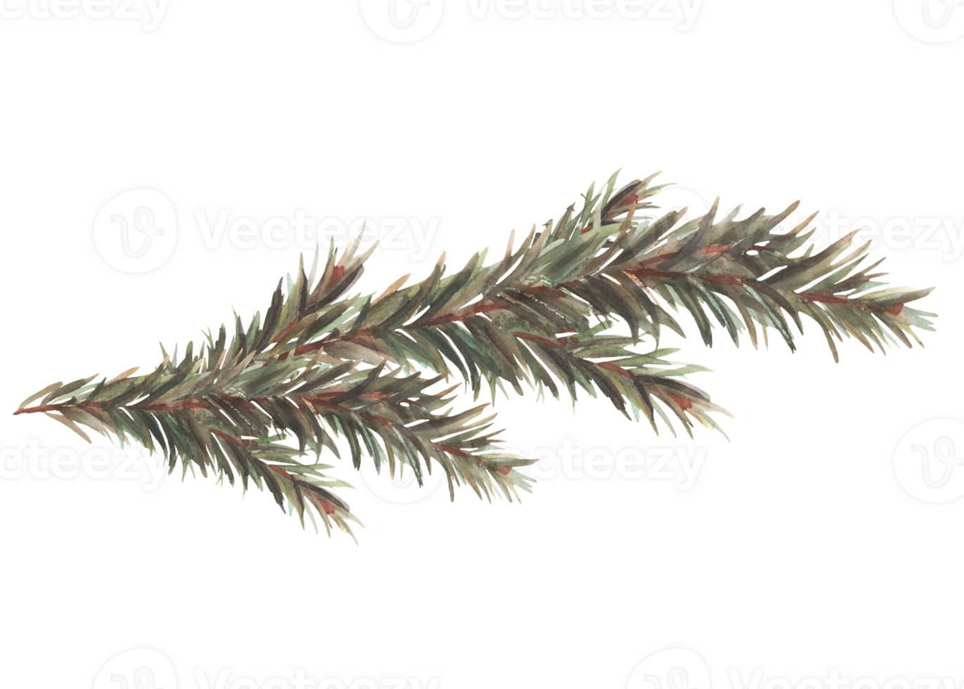 Winter fir branch with needles. Spruce, pine trees evergreen branch. Christmas botanical hand drawn illustration for design of greeting card, invitation print clipart background. png