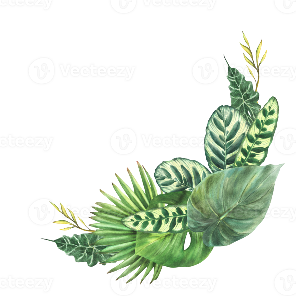 Watercolor tropical green leaves composition, exotic home plant, Monstera palm, creeper variety of leaf types. botanical design for greeting card. Hand drawn illustration background png