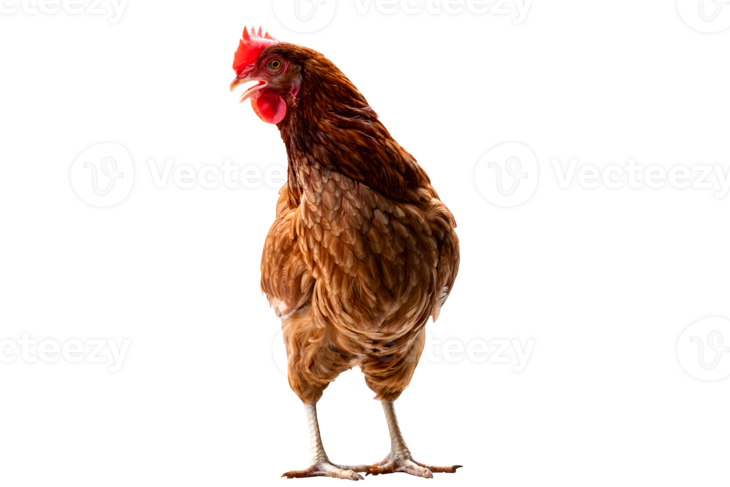 Chicken, Full body of brown chicken hen standing isolated transparent background, Laying hens farmers concept. File png