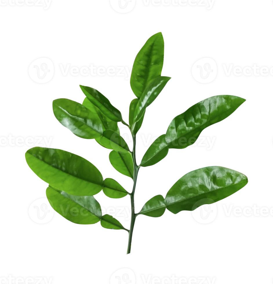 groen bonen geïsoleerd Aan wit, Afdeling van een plant, een groen citroen fabriek Afdeling met bladeren Aan het transplantatie achtergronden, png