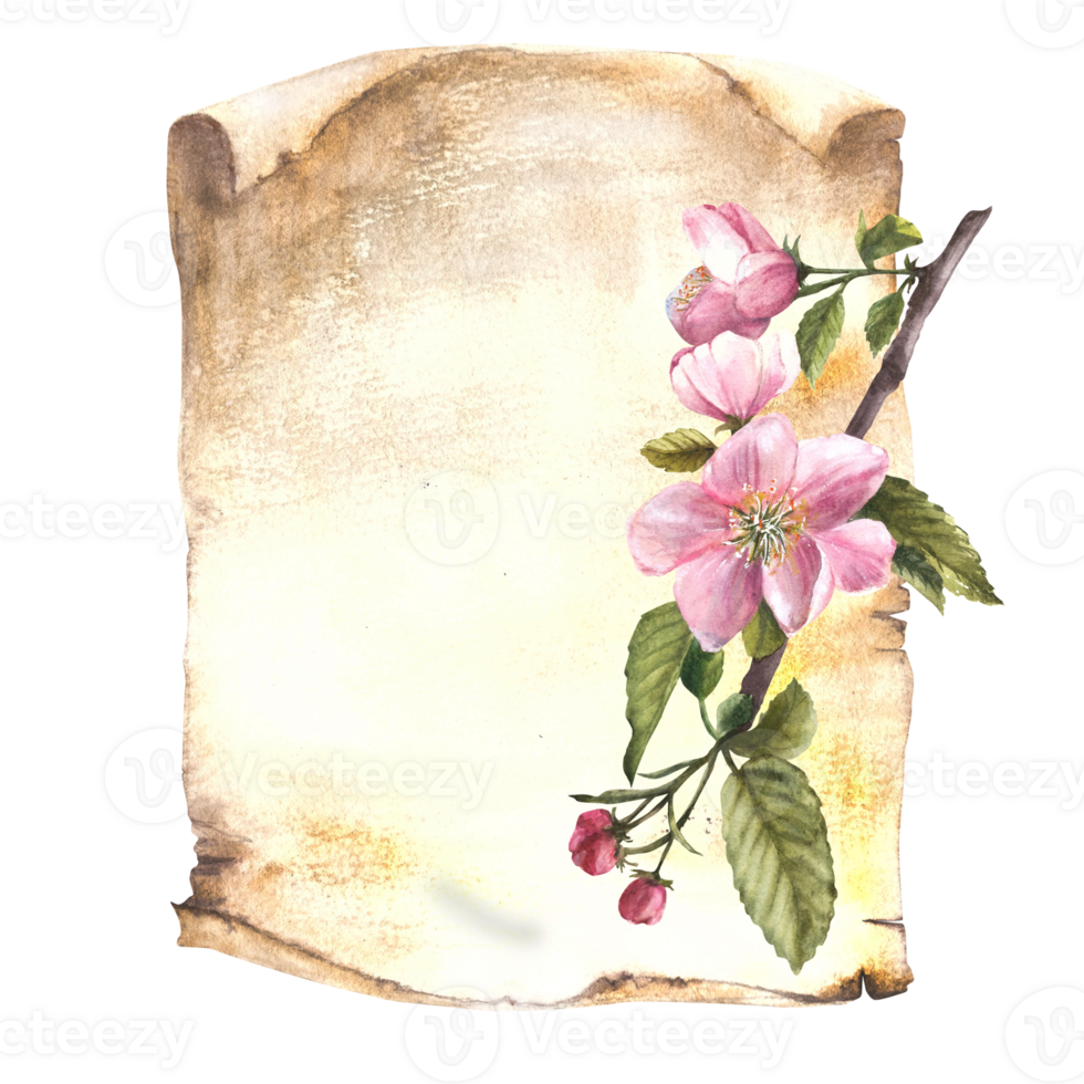 Branch of an apple spring blossom tree against an old sheet of paper. Flowers and buds, springtime blooming plant. Hand drawn botanical clipart for card, invitations print background png