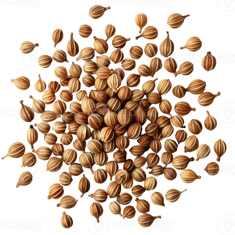 Realistic coriander grains, transparent background png