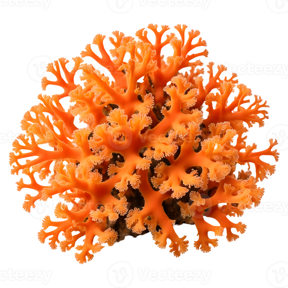 Orange Tree Coral Isolated on Transparent Background png