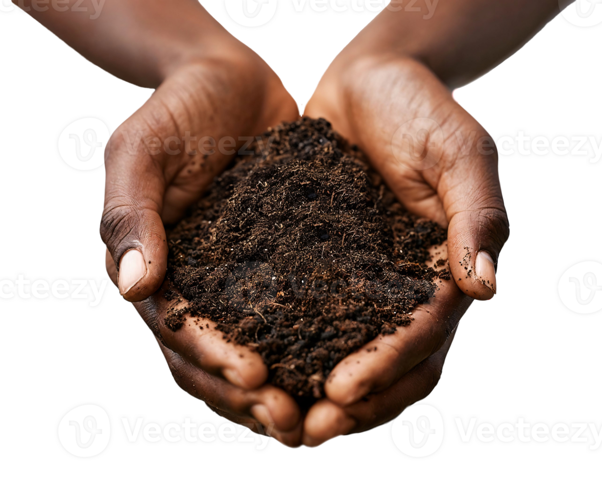 A closeup photo of an African American hands holding soil and compost. png