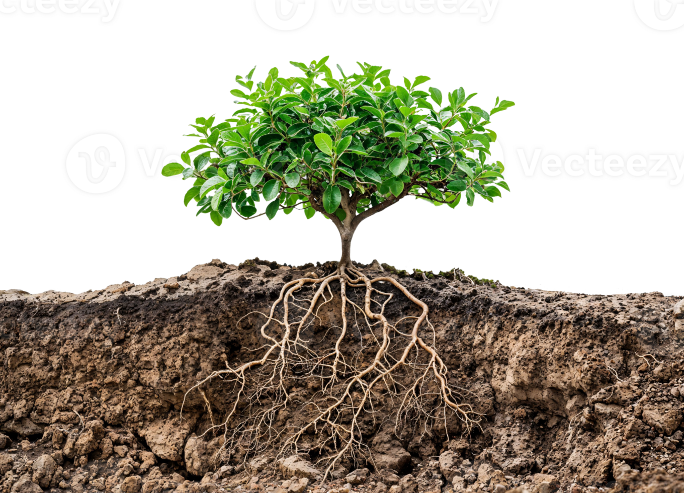 A detailed image of small tree with root system growing underground. png