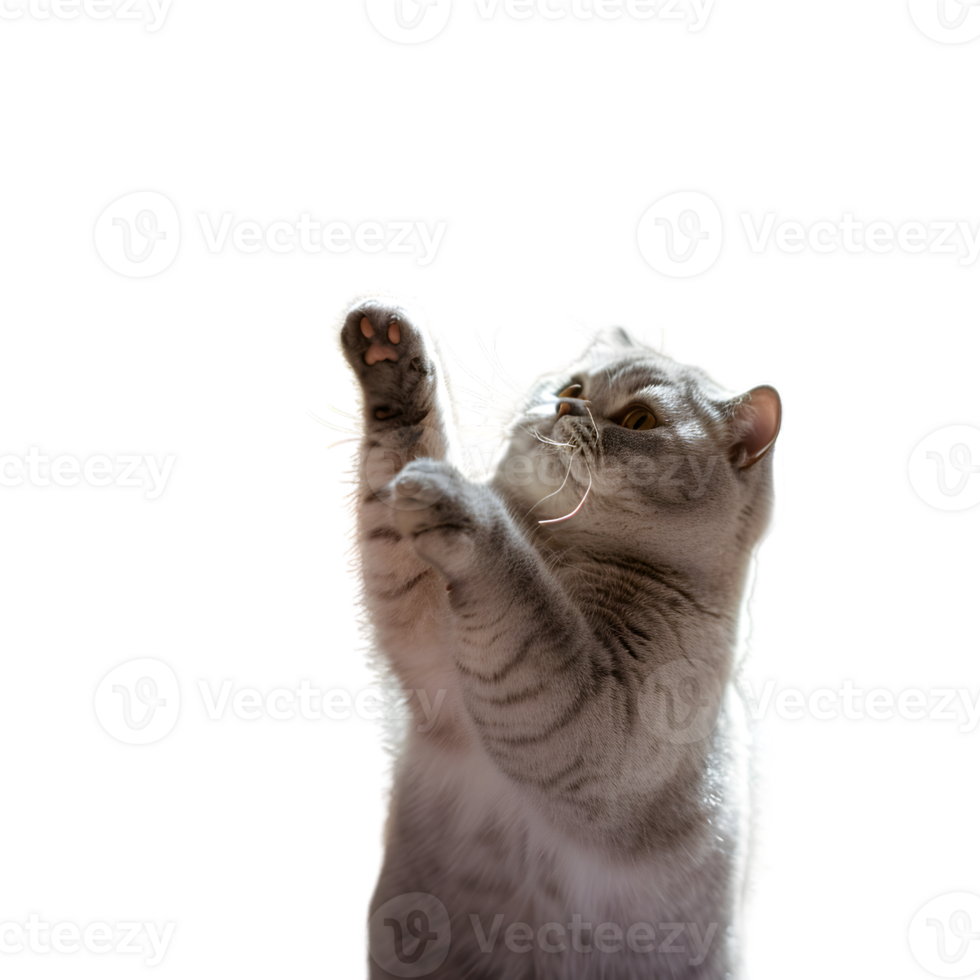 Adorable white kitten with fluffy fur playfully looks up with one paw raised isolated on transparent background png