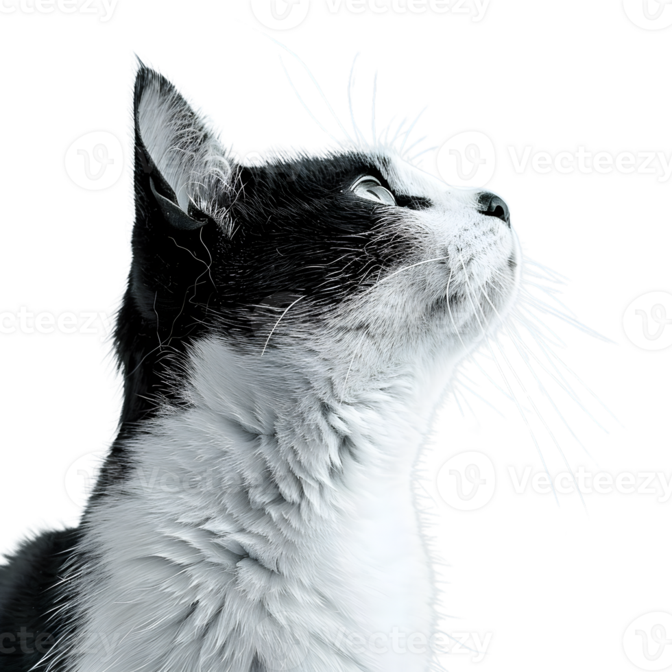 Close-up portrait of a fluffy white kitten with bright eyes isolated on transparent background png