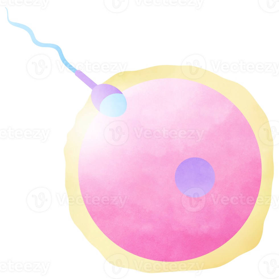 Stages Human Embryonic Development and Fertilized Eggs png