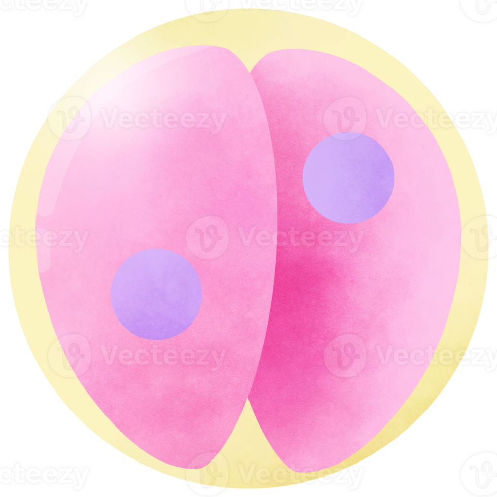 First Cleavage of Frog Embryo png