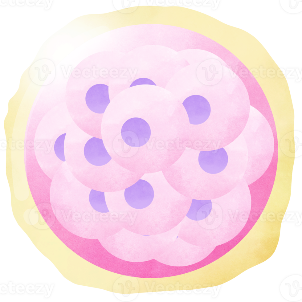 Morula Embryo Cell and Stages Human Embryonic Development png