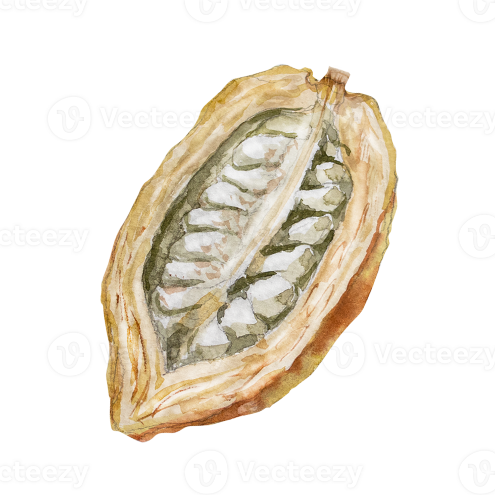 Watercolor illustration of cocoa beans. Hand drawn watercolor illustration. png