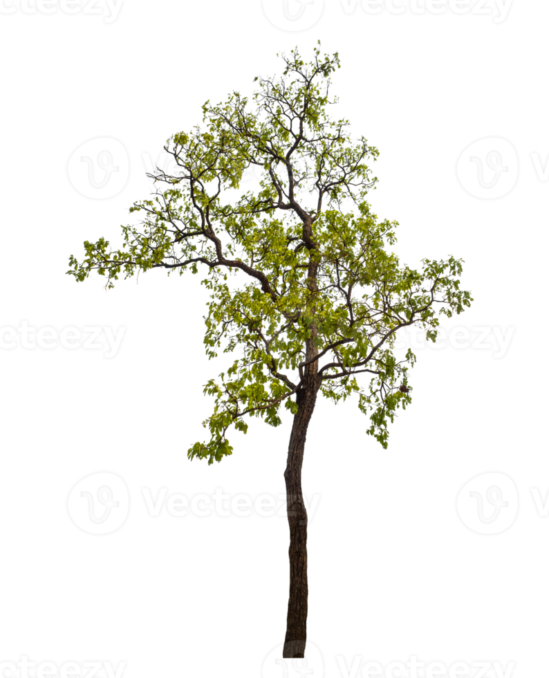 Tree on transparent background with clipping path, single tree with clipping path and alpha channel png