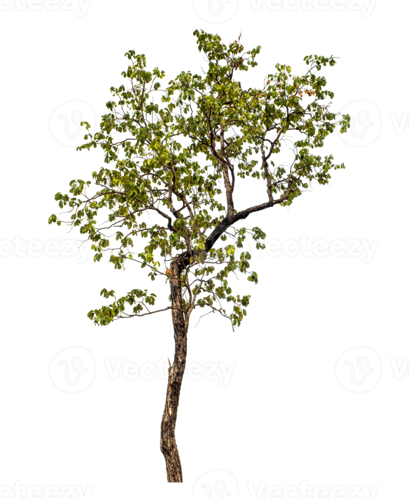 arbre sur transparent Contexte avec coupure chemin, Célibataire arbre avec coupure chemin et alpha canal png