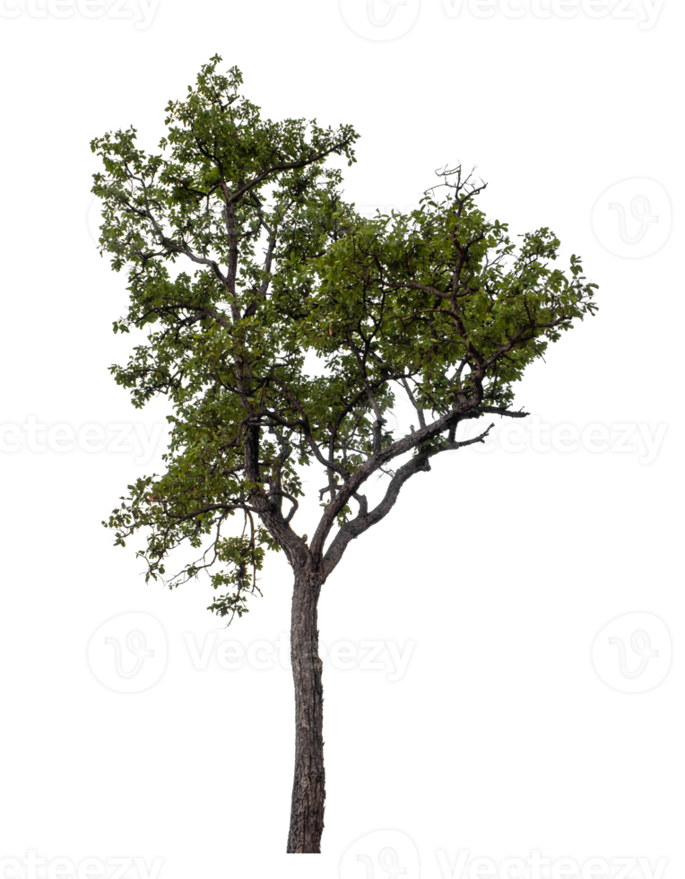 Tree on transparent background with clipping path, single tree with clipping path and alpha channel png