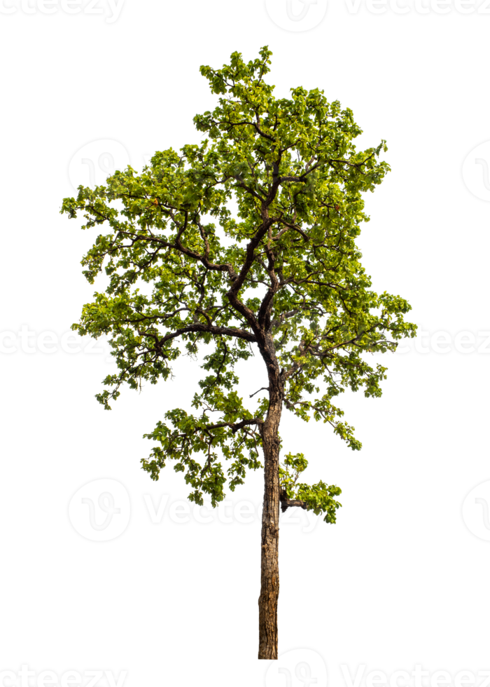 arbre sur transparent Contexte avec coupure chemin, Célibataire arbre avec coupure chemin et alpha canal png