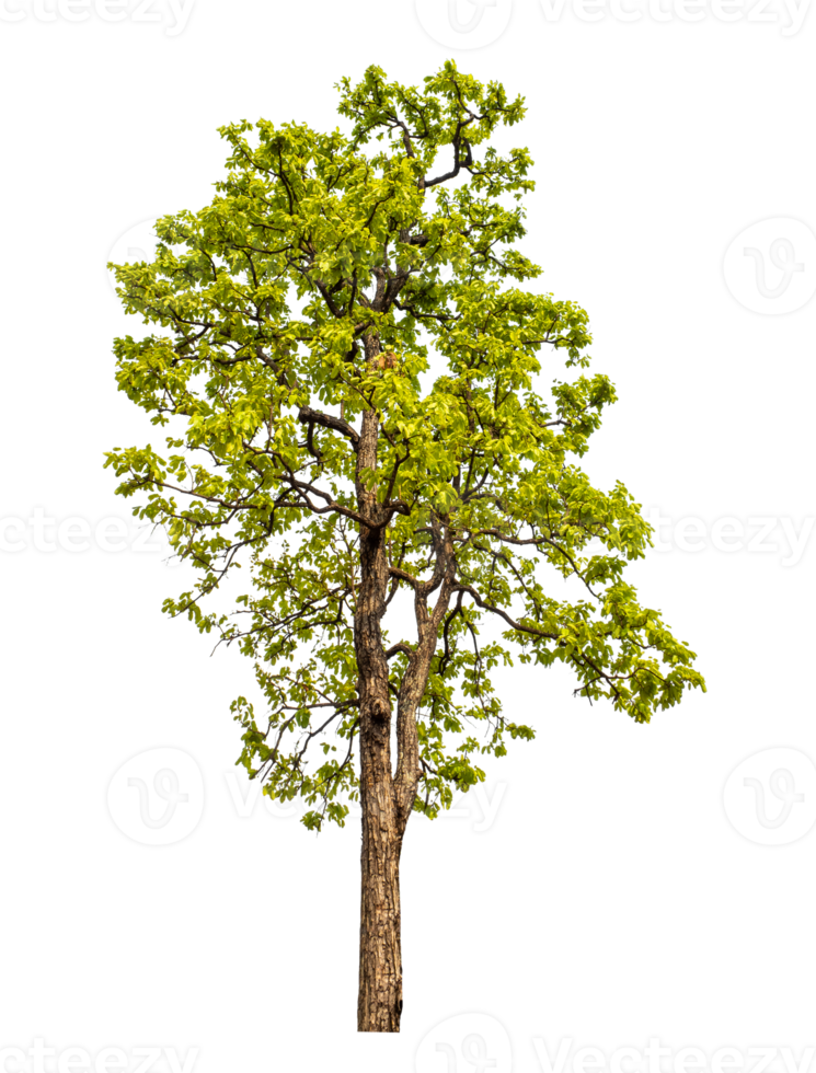 Tree on transparent background with clipping path, single tree with clipping path and alpha channel png