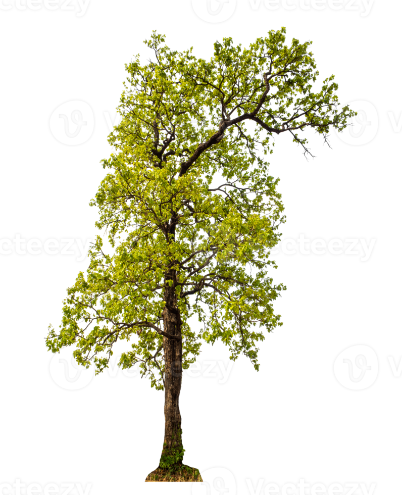 Tree on transparent background with clipping path, single tree with clipping path and alpha channel png