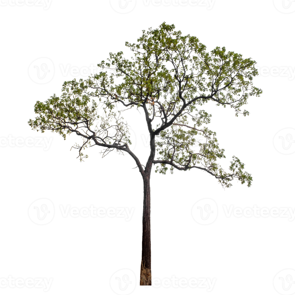 Tree on transparent background with clipping path, single tree with clipping path and alpha channel png