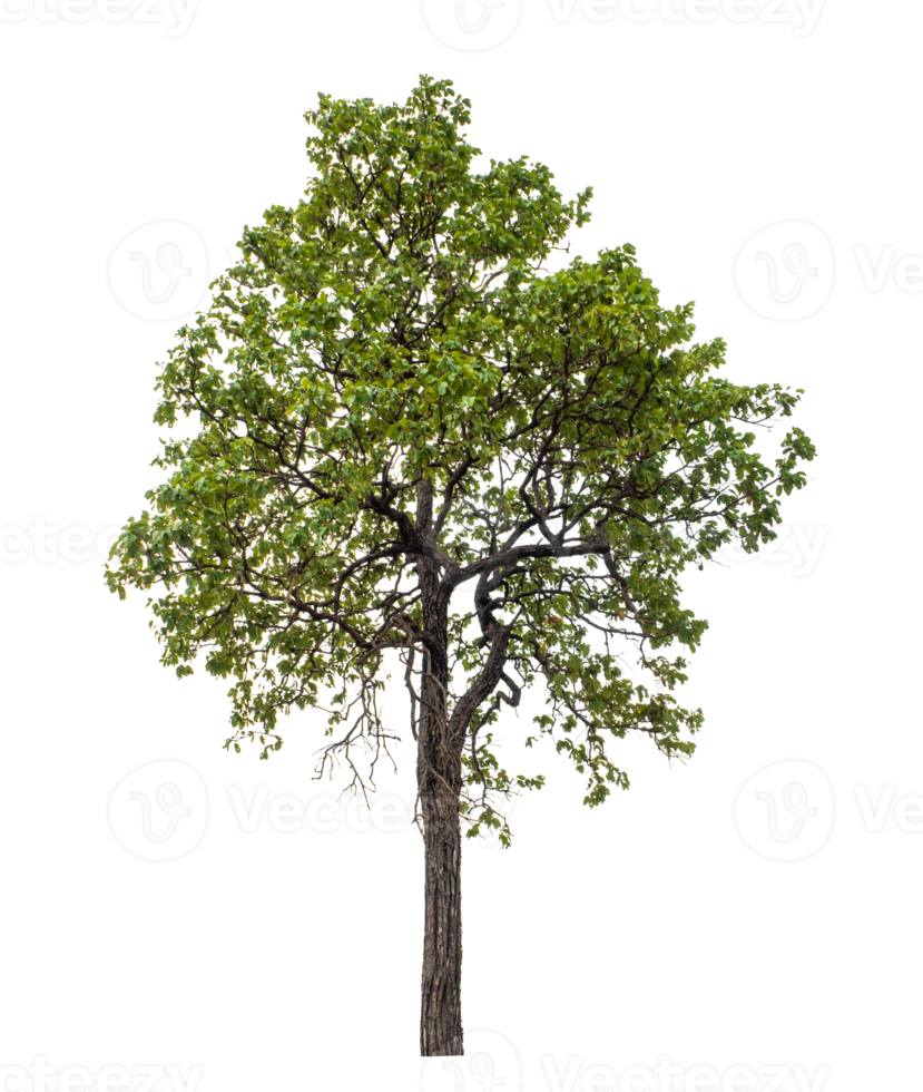 Tree on transparent background with clipping path, single tree with clipping path and alpha channel png