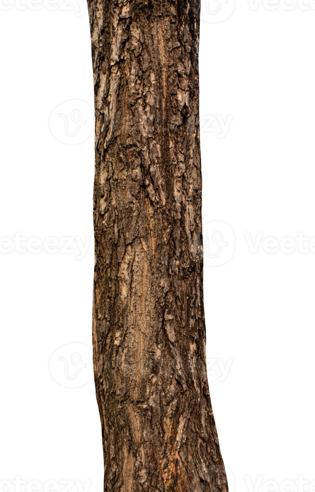 Trunk of a tree Isolated On transparent Background. png