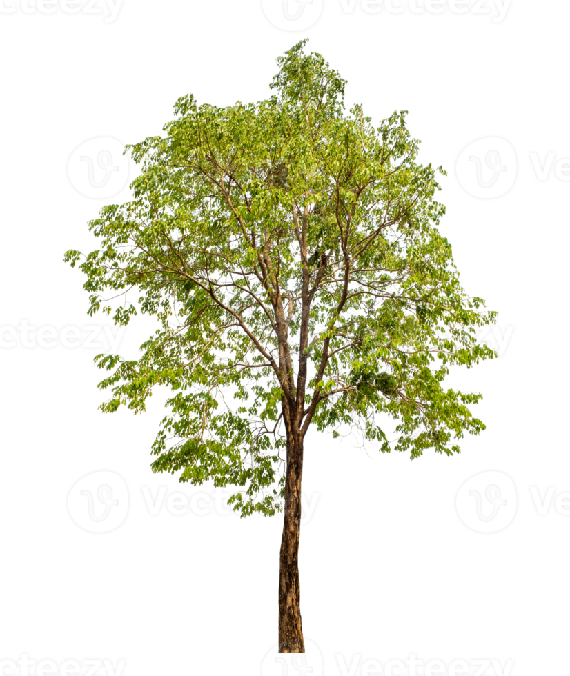 Tree on transparent background with clipping path, single tree with clipping path and alpha channel png
