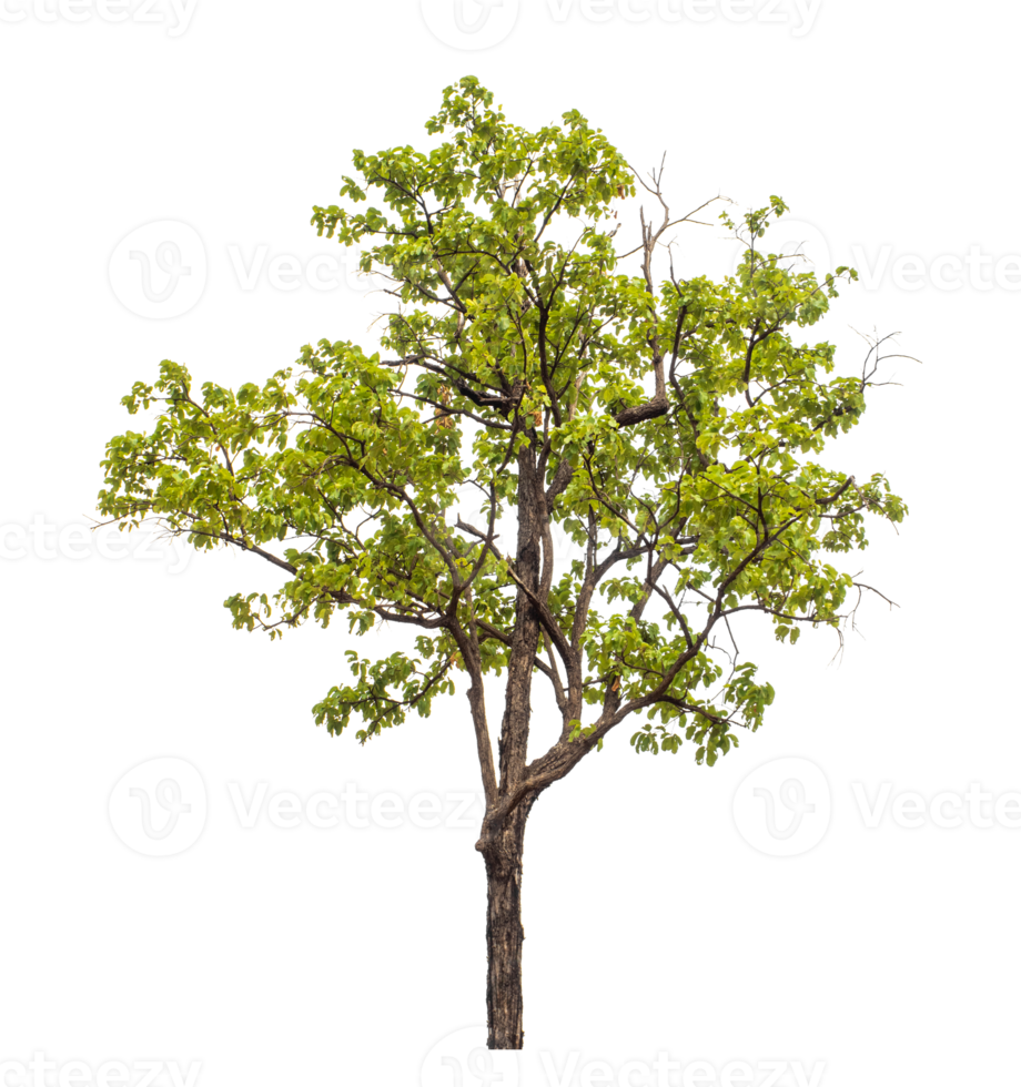 Tree on transparent background with clipping path, single tree with clipping path and alpha channel png