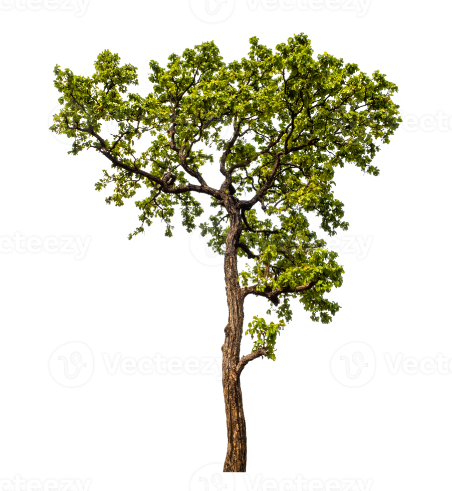 Tree on transparent background with clipping path, single tree with clipping path and alpha channel png