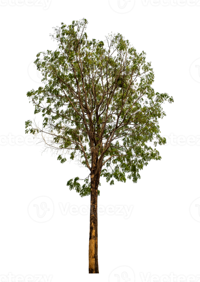 Tree on transparent background with clipping path, single tree with clipping path and alpha channel png