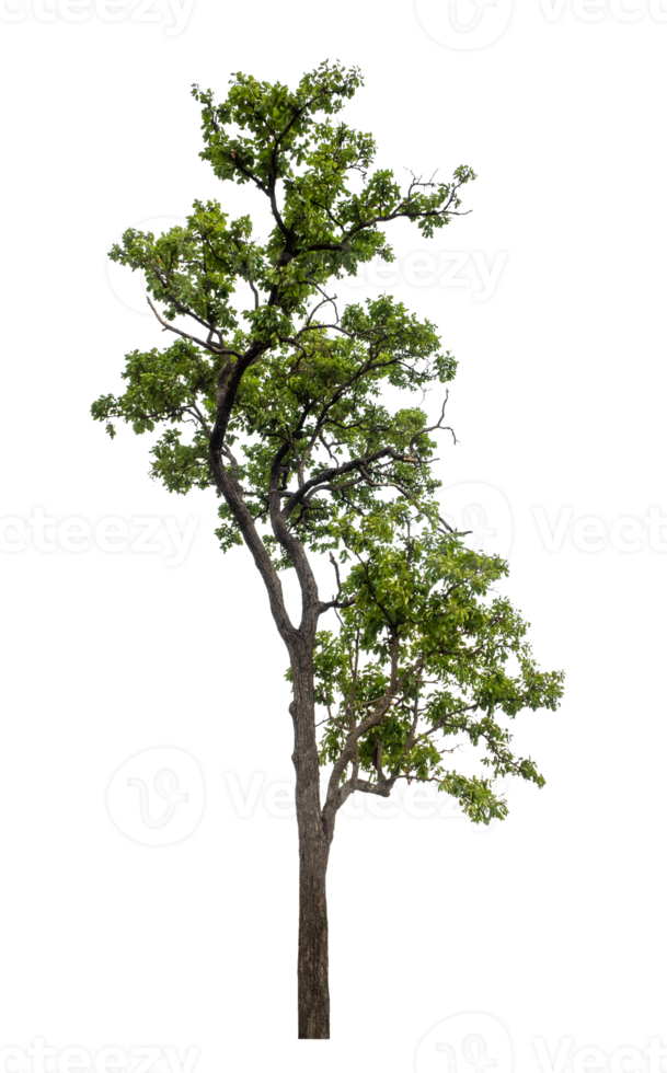 Tree on transparent background with clipping path, single tree with clipping path and alpha channel png