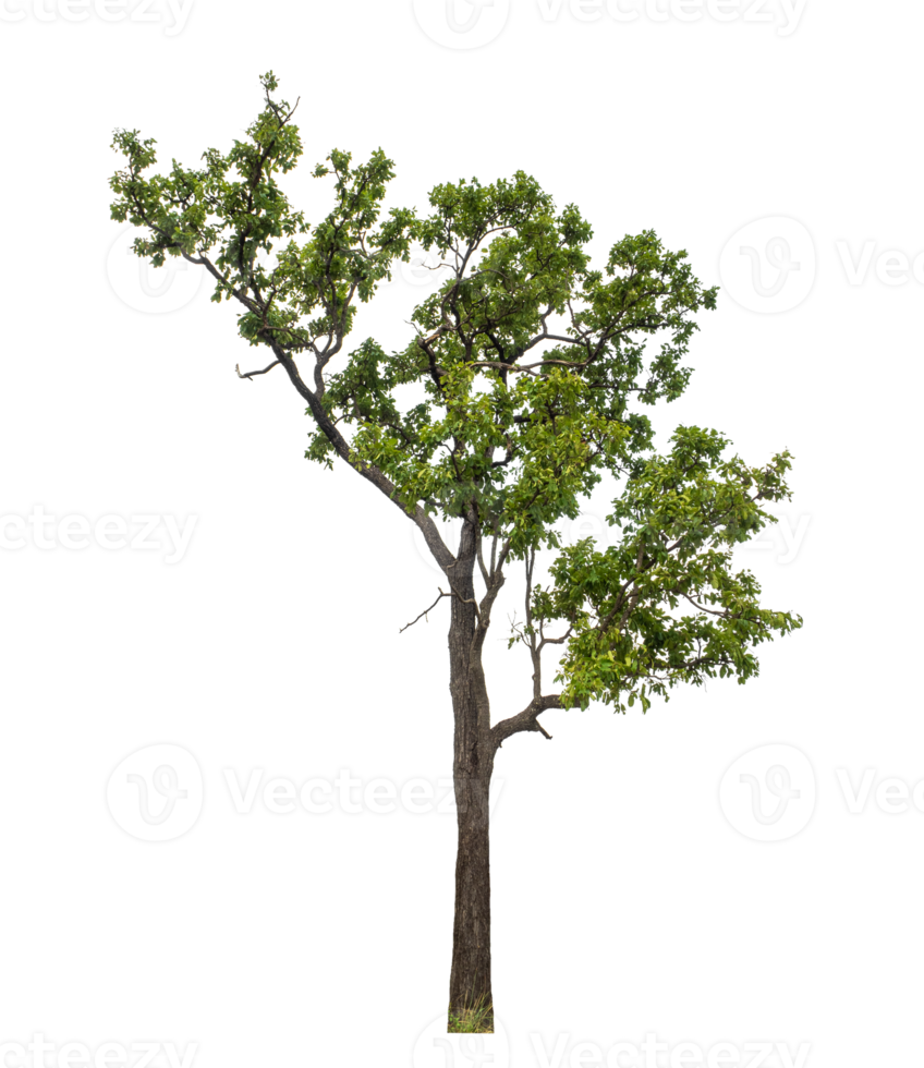 Tree on transparent background with clipping path, single tree with clipping path and alpha channel png