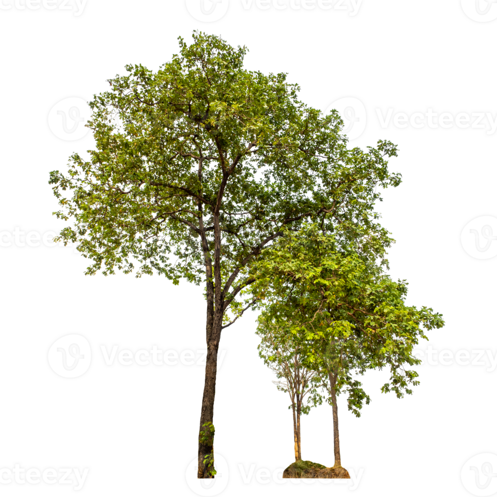 Tree on transparent background with clipping path, single tree with clipping path and alpha channel png