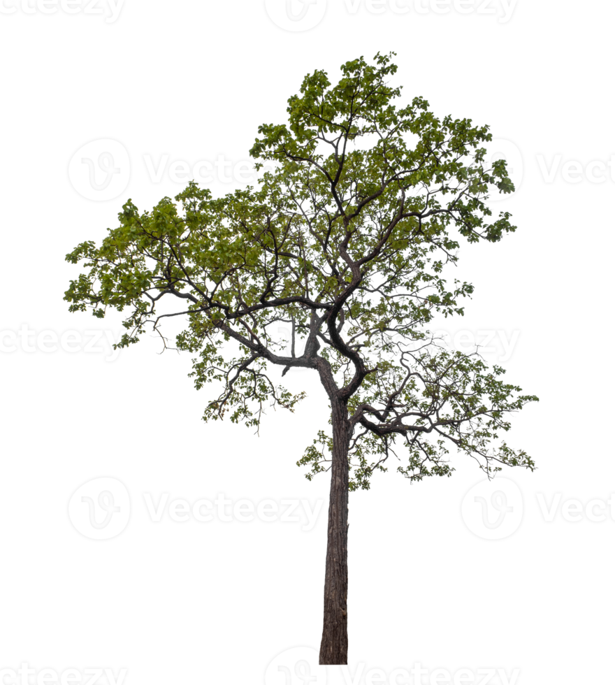 Tree on transparent background with clipping path, single tree with clipping path and alpha channel png