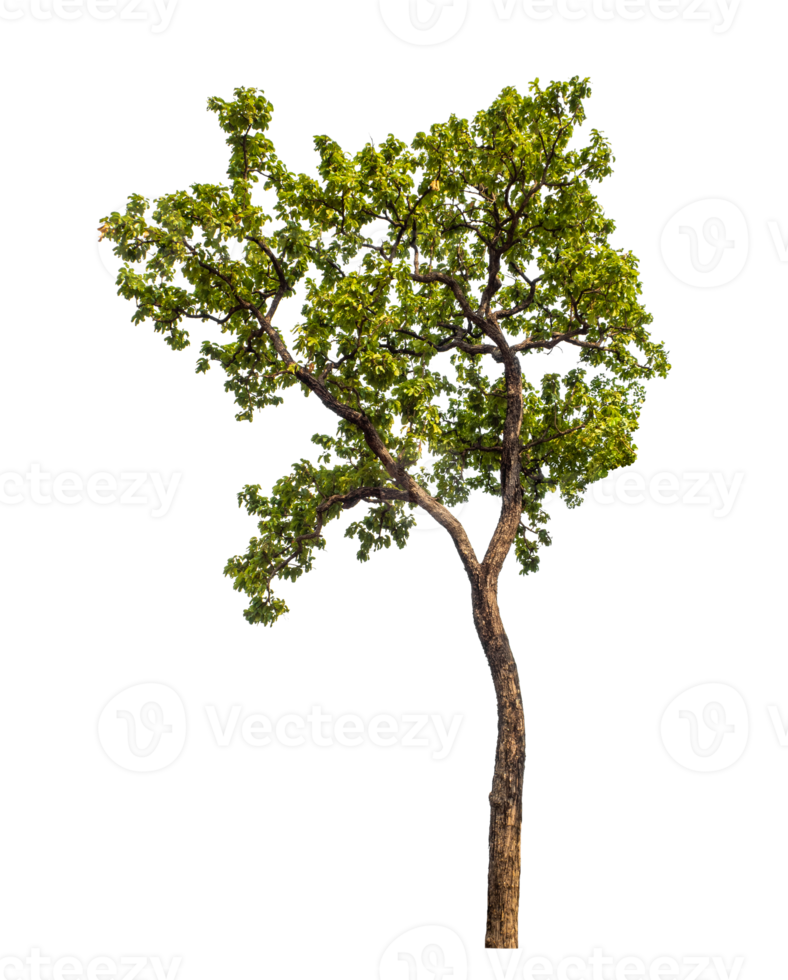 Tree on transparent background with clipping path, single tree with clipping path and alpha channel png