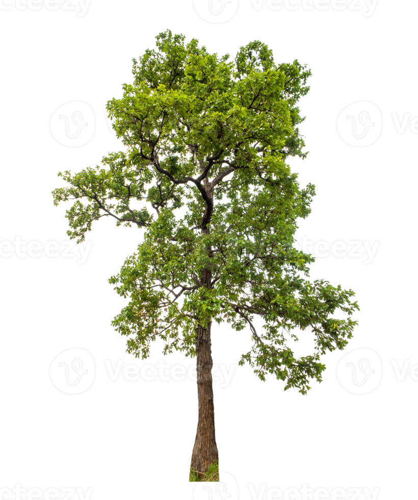 Tree on transparent background with clipping path, single tree with clipping path and alpha channel png