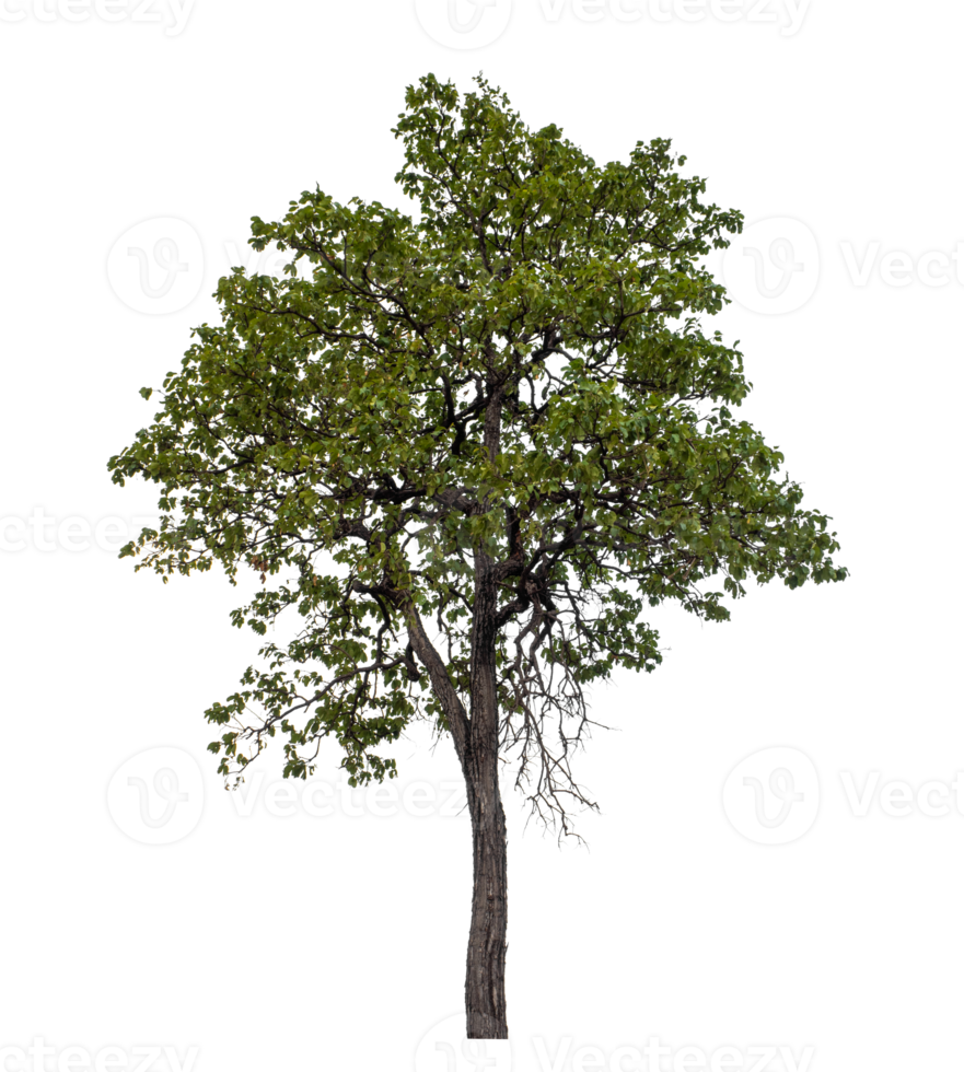Tree on transparent background with clipping path, single tree with clipping path and alpha channel png