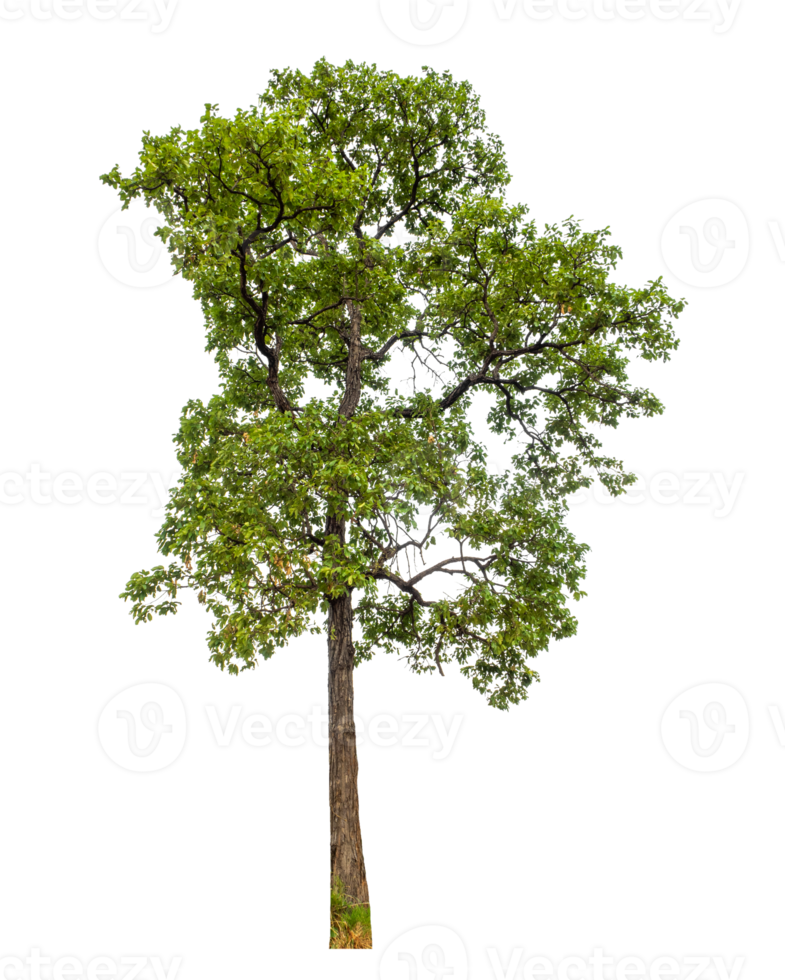 Tree on transparent background with clipping path, single tree with clipping path and alpha channel png