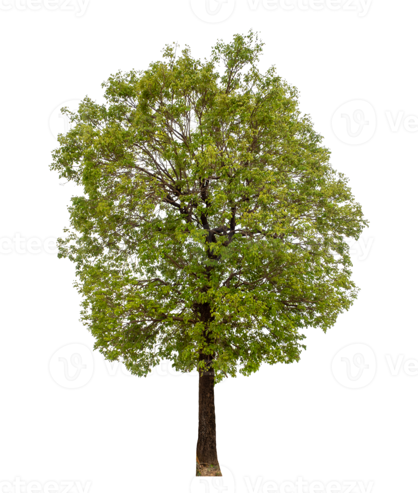 Tree on transparent background with clipping path, single tree with clipping path and alpha channel png