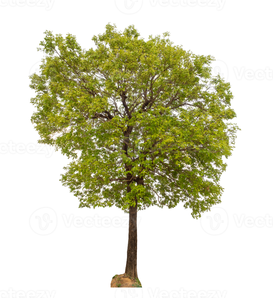 Tree on transparent background with clipping path, single tree with clipping path and alpha channel png