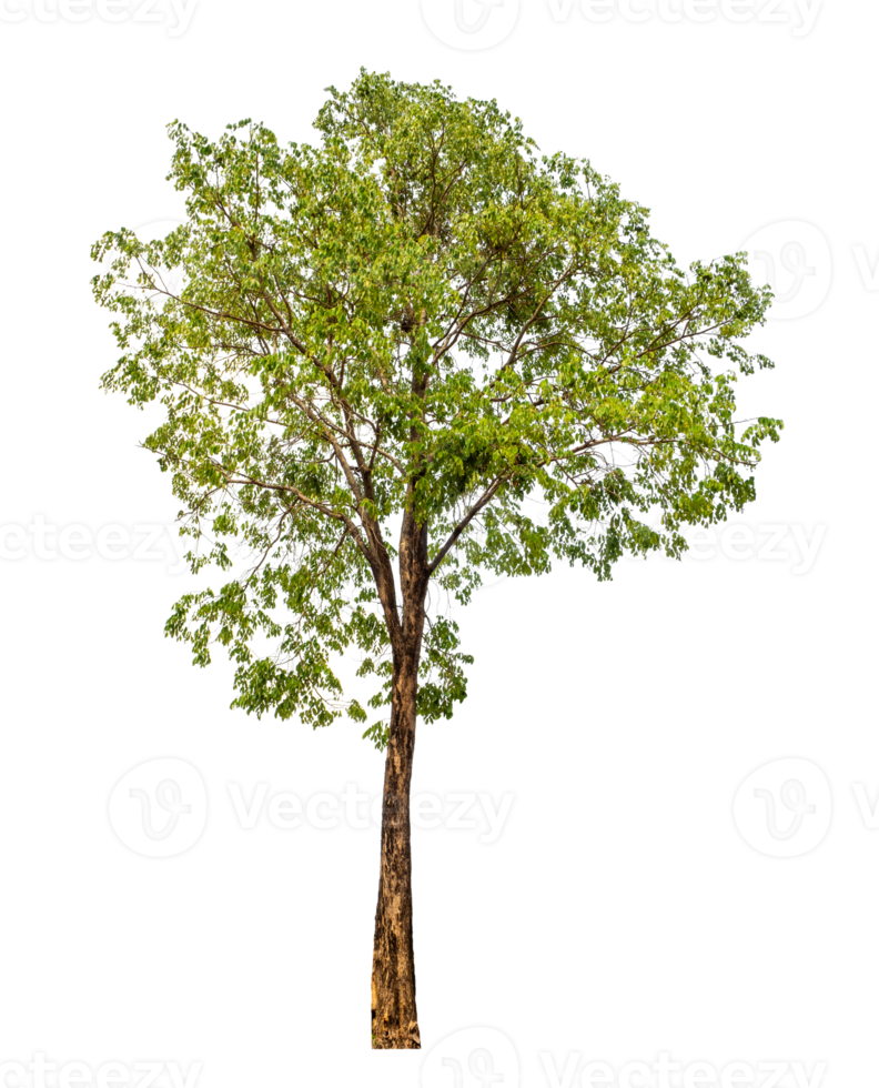 Tree on transparent background with clipping path, single tree with clipping path and alpha channel png