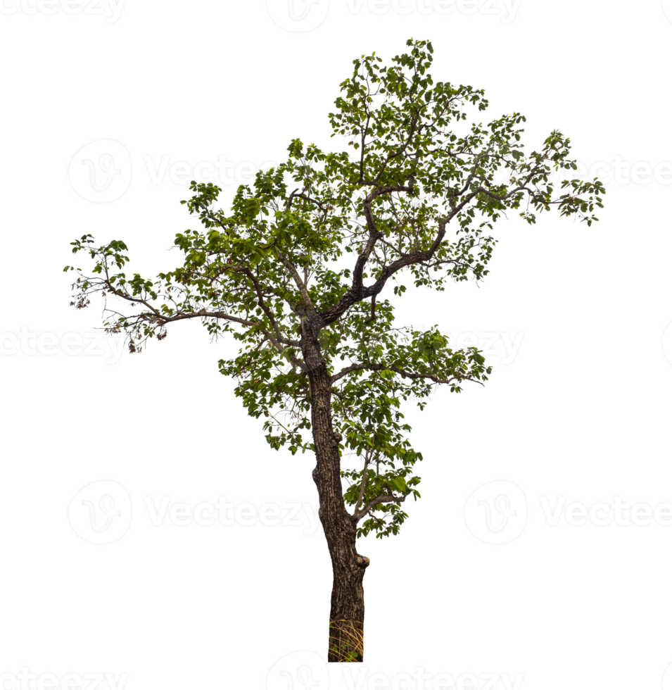 Tree on transparent background with clipping path, single tree with clipping path and alpha channel png