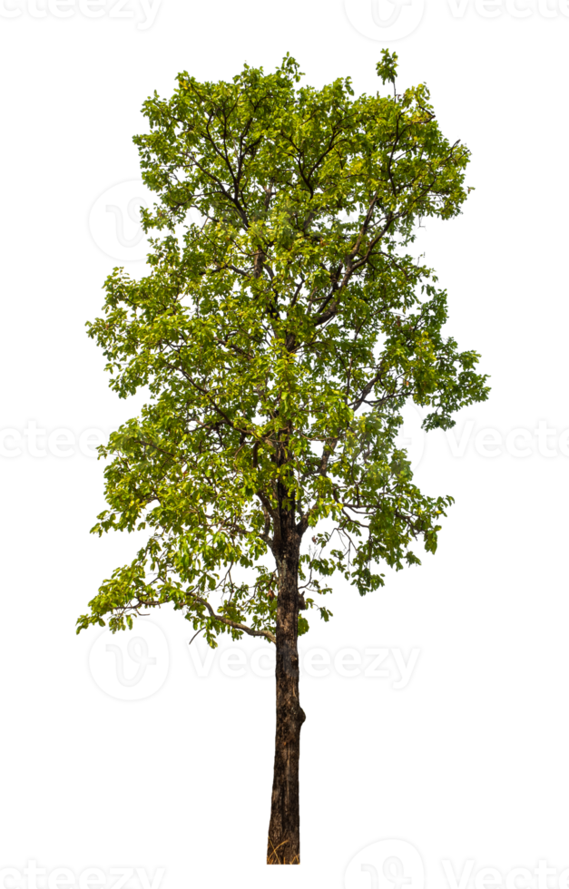 Baum auf transparent Hintergrund mit Ausschnitt Weg, Single Baum mit Ausschnitt Pfad und Alpha Kanal png