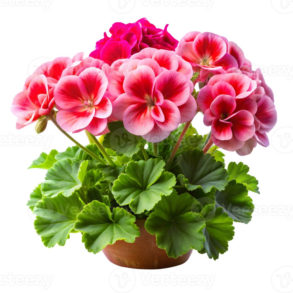 Colorful Geraniums Blooming Vibrantly on Transparent Background png