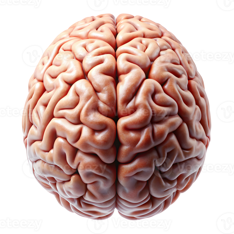Human Brain Detailed Anatomy Isolated on Transparent Background png