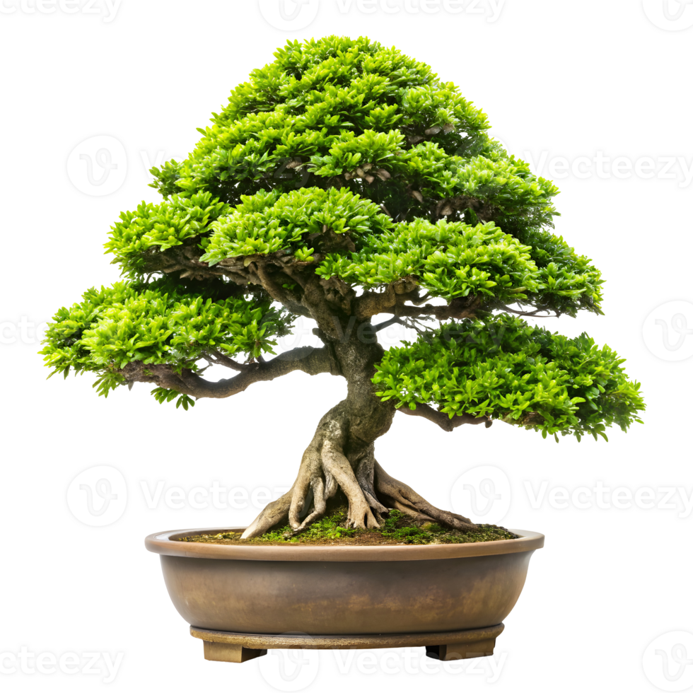 miniatura bonsai árbol esmeradamente aislado en transparente antecedentes png